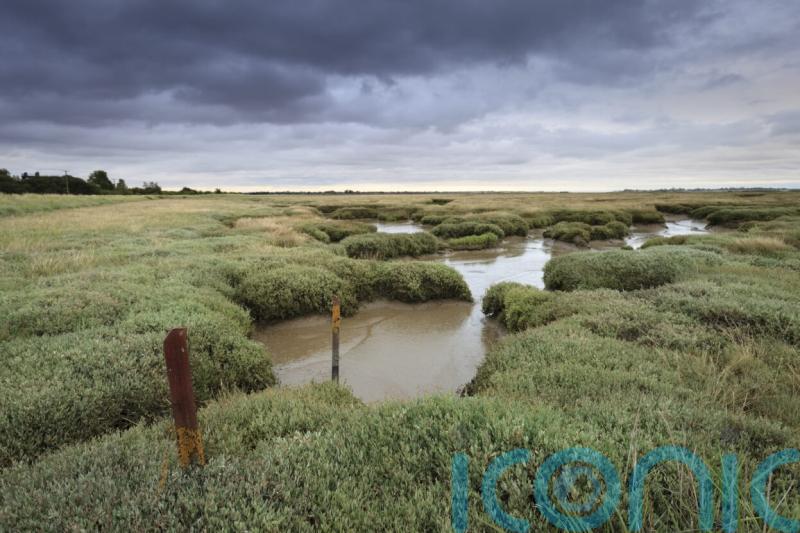 Section of sea wall removed to help protect saltmarsh habitat