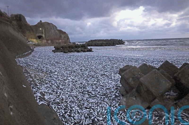 Thousands of tons of dead sardines wash ashore in northern Japan