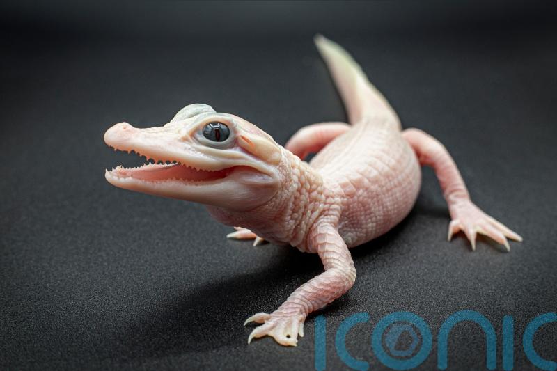 Extremely rare white alligator born at Florida reptile park