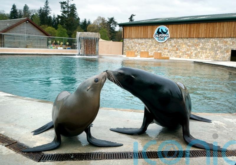 Carnivores in zoos react positively to improvements to their enclosures – study
