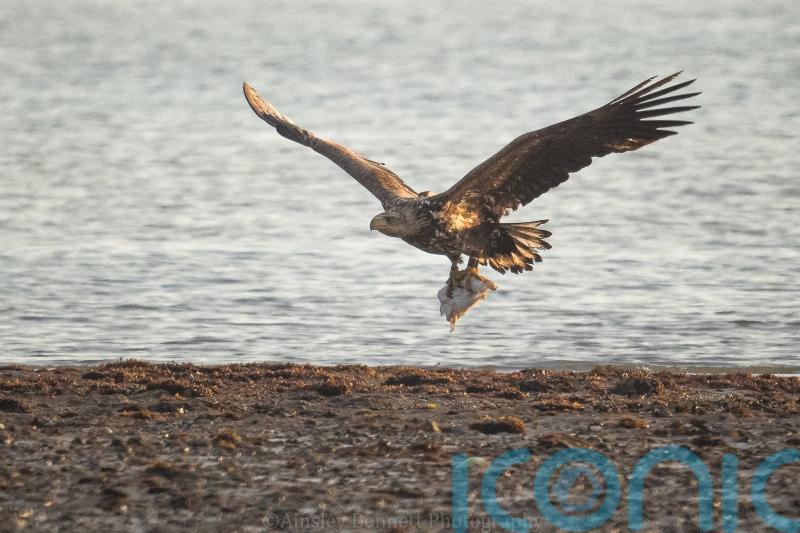 Lamb no longer a major food source for white-tailed eagles – study