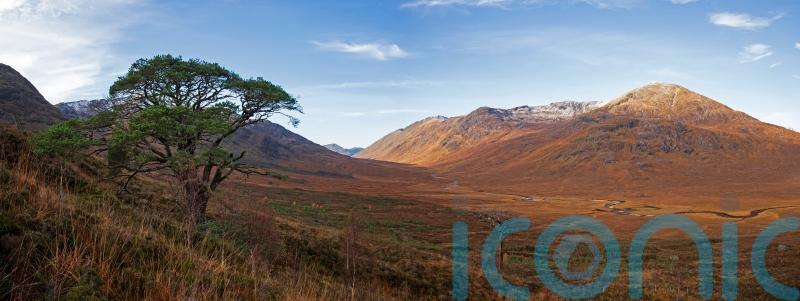 Centuries-old Scots pine saved as part of Highlands rewilding project