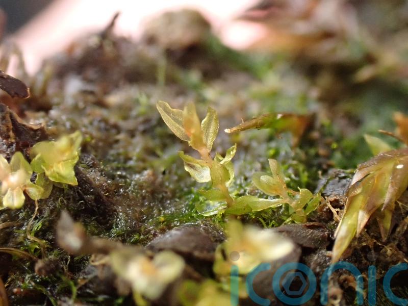 Rare moss discovery boosts hopes of survival in UK