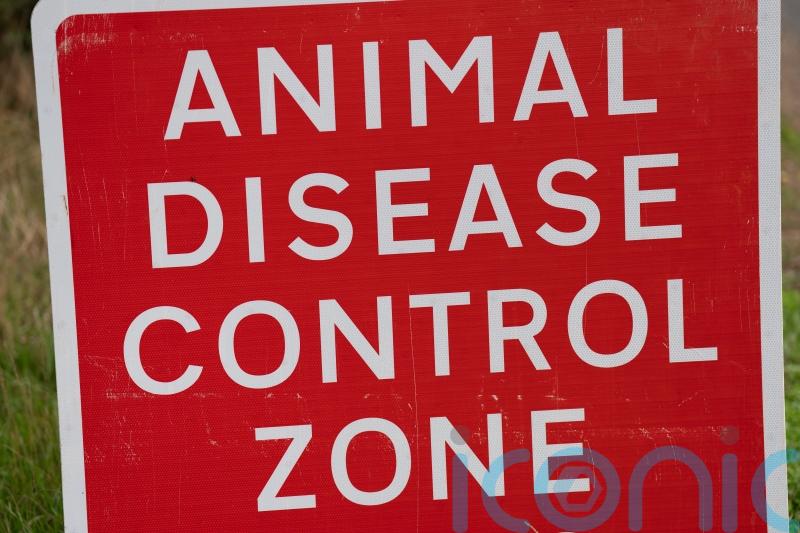 Poultry farmers await judge’s ruling on bird flu compensation fight