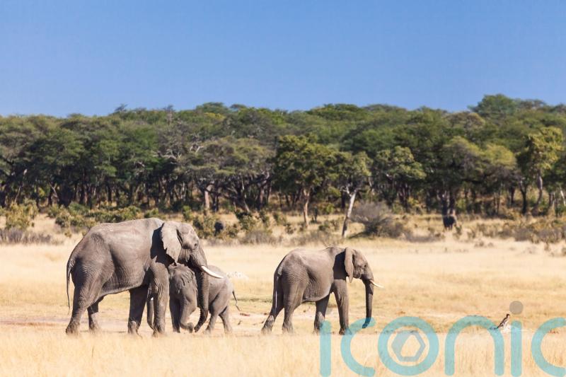 At least 100 elephants die in drought-stricken Zimbabwe park
