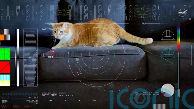 Cat named Taters steals the show in first video sent by laser from deep space