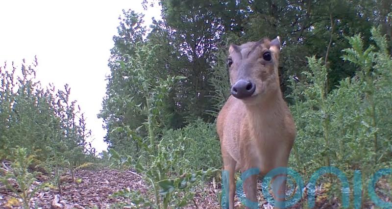 Saving Rudolph: AI used to deter deer from railway tracks this Christmas
