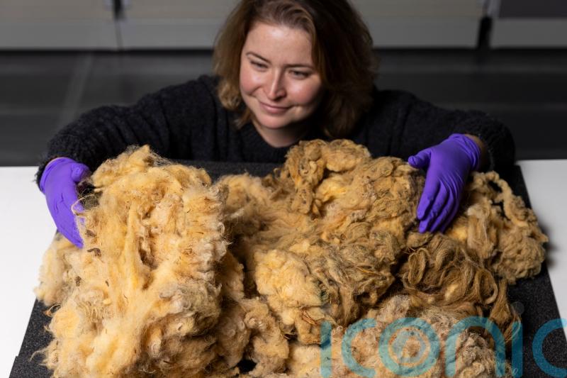Dolly the sheep’s fleece donated for display at national museum