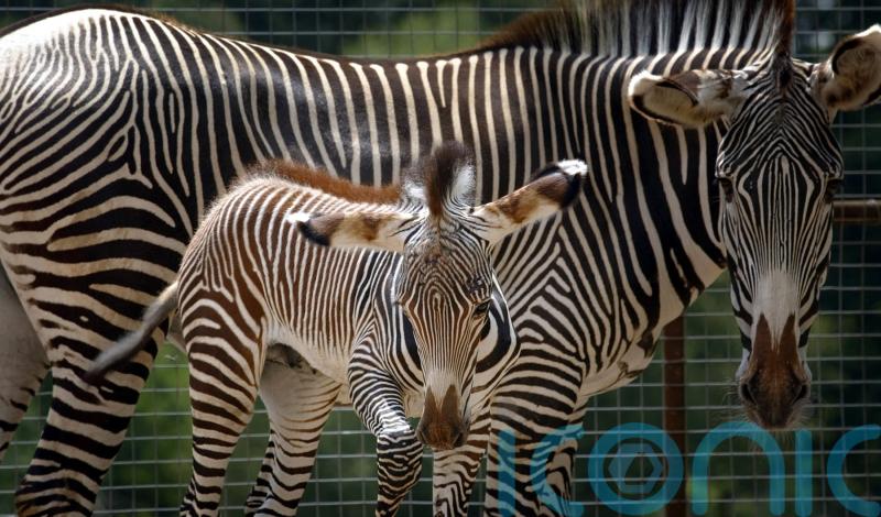 UK conservationists helping protect rare zebras from pipeline scheme in Kenya