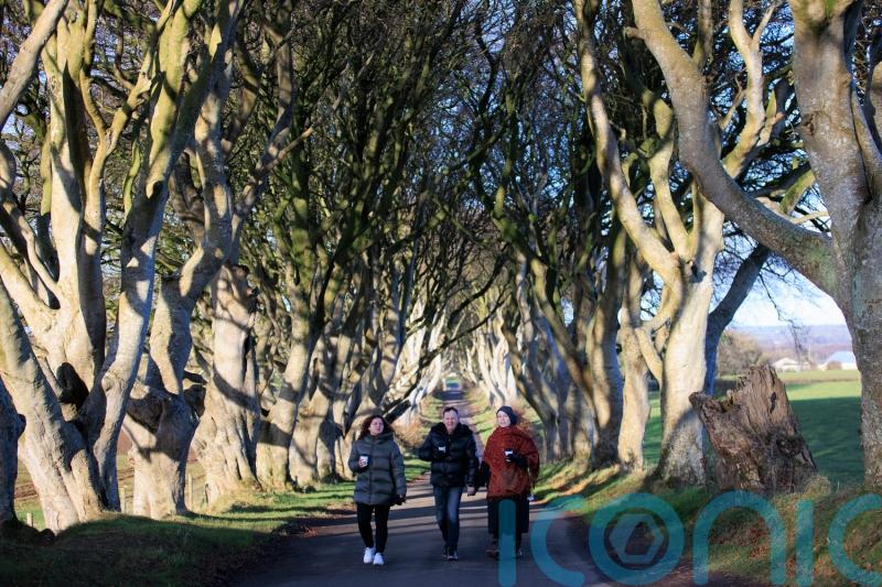 Trees made famous by Game Of Thrones ‘could disappear within 15 years’