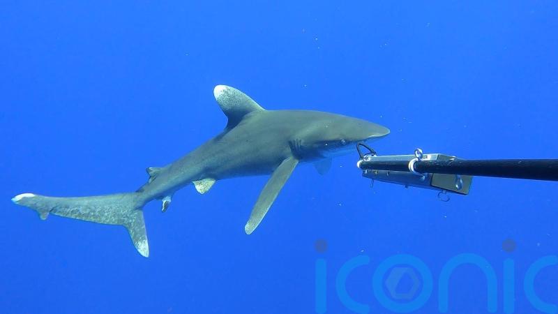 Rare on-screen glimpse of critically endangered oceanic whitetip shark