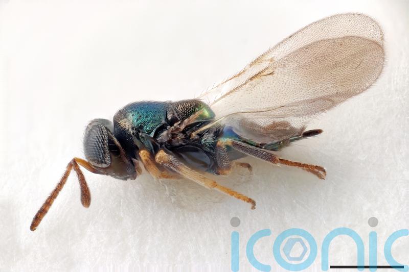 Newly discovered species of wasp named after Doctor Who’s Daleks