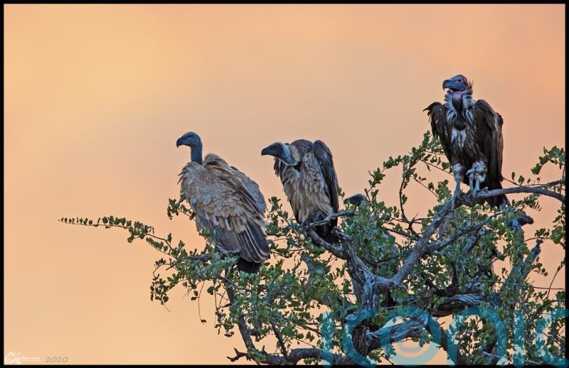 African birds of prey face decline with 90% of species threatened, study finds