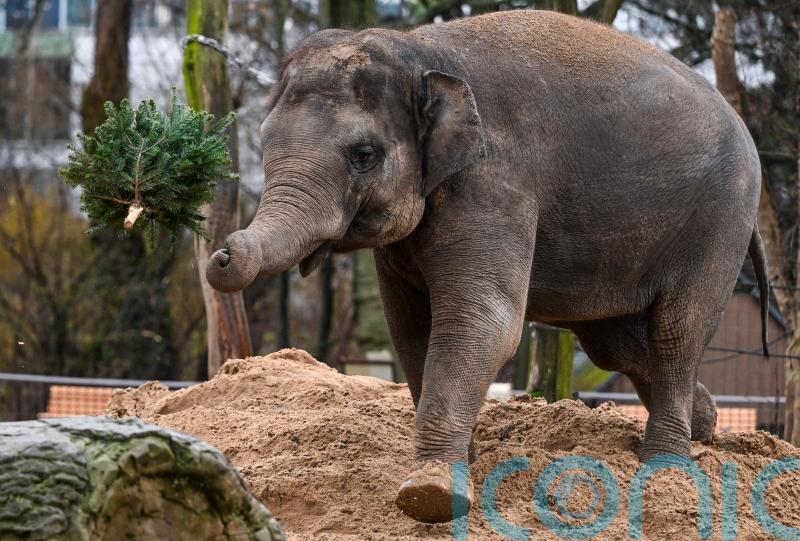 Unsold Christmas trees on the menu for elephants and bison at Berlin Zoo