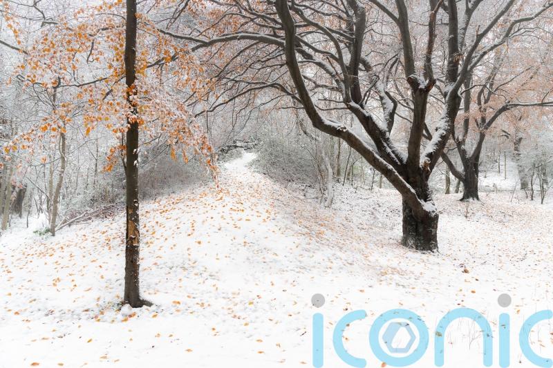 ‘Spellbinding’ image of autumn leaves in the snow wins South Downs photo prize