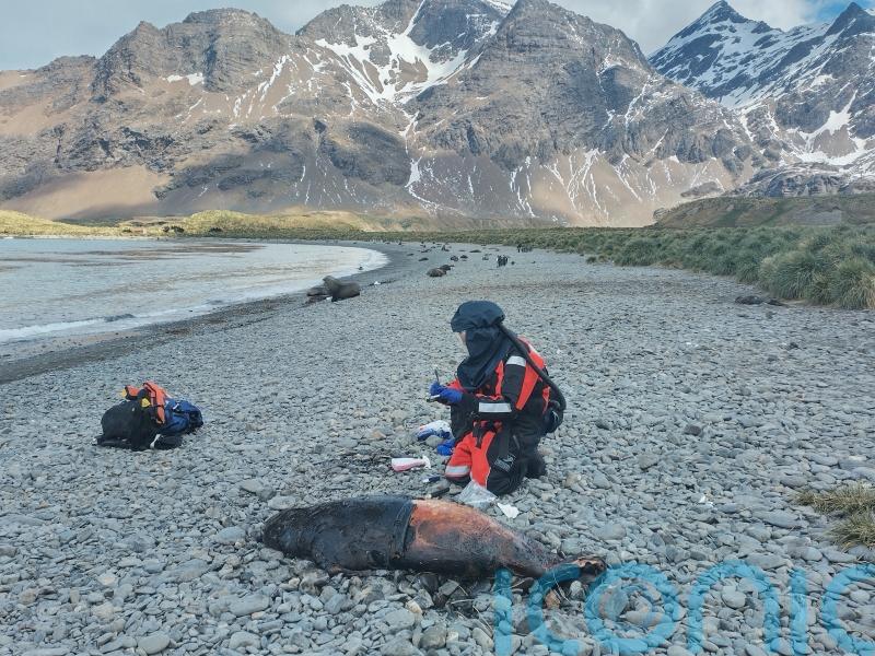 Bird flu found in Antarctic seals