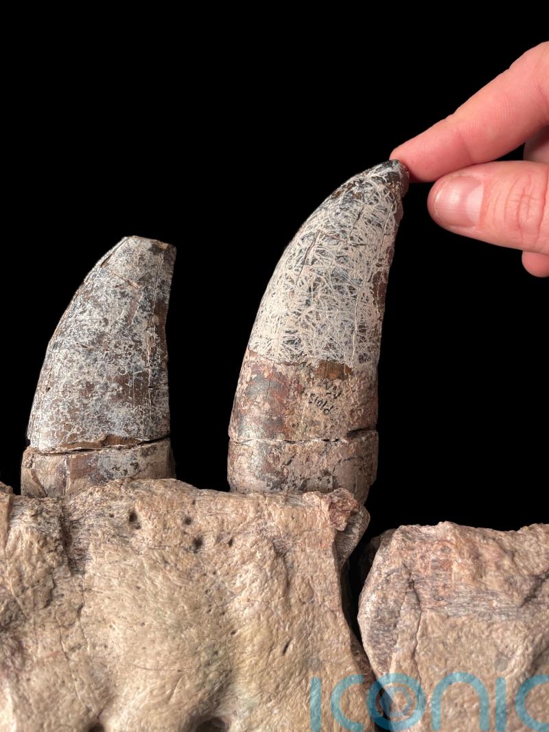 New dinosaur species may be closest known relative of T. rex, study suggests
