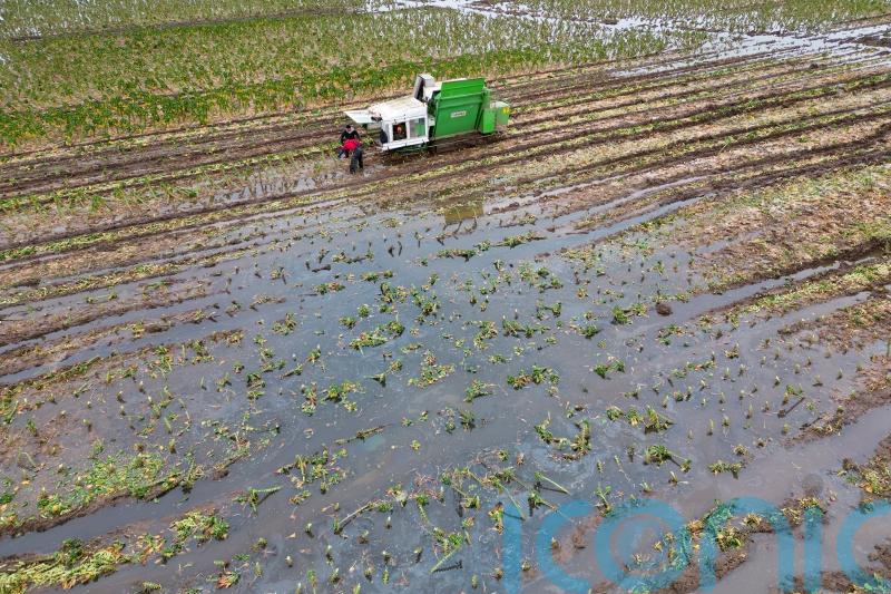 Supermarket accepts smaller vegetables in bid to help flood-hit farmers