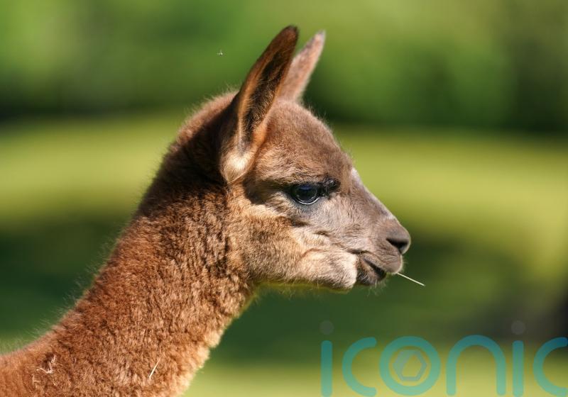 Calls for alpacas and llamas to be included in export-for-slaughter ban