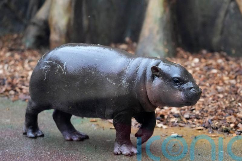 Strike the pose: First photoshoot for rare male pygmy hippo at Czech zoo