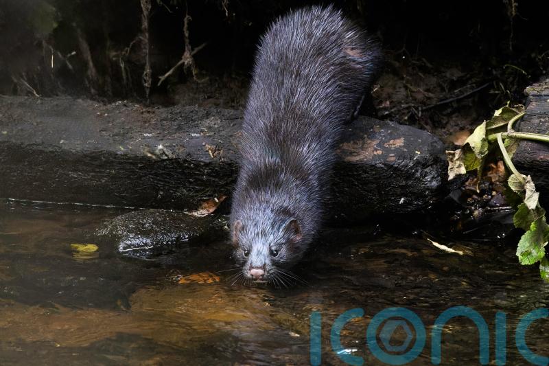 Trapping invasive mink with gland scent ‘could help save British wildlife’