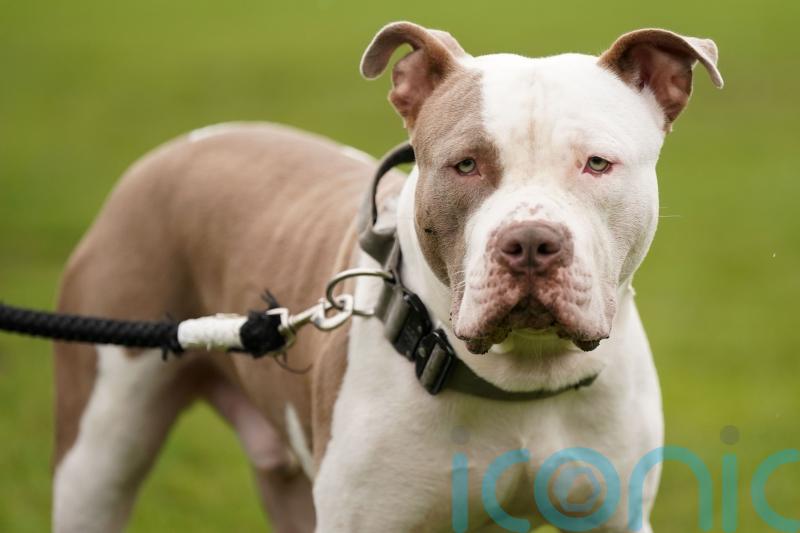 Action on dangerous dogs ‘five years too late’, Yousaf warned