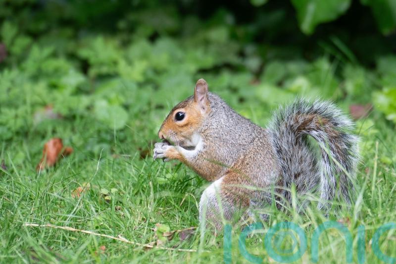 Grey squirrels sapping efforts to combat climate change, Parliament told