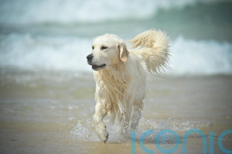 Tougher sentences for pet abduction backed by the House of Commons