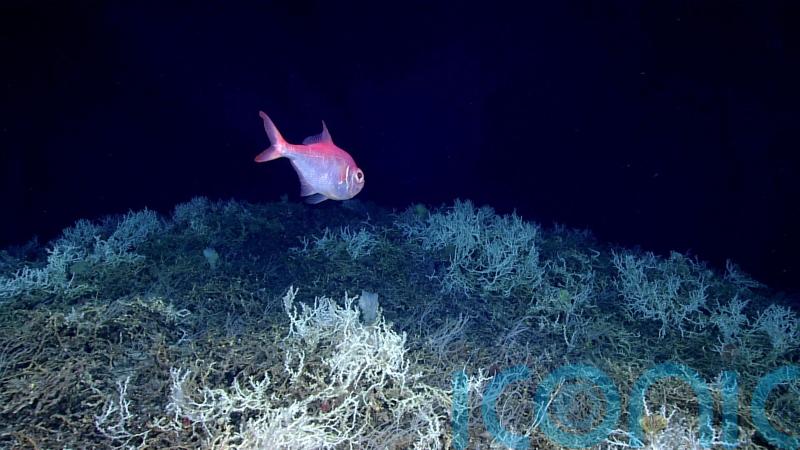 Largest deep-sea coral reef to date mapped by scientists off US Atlantic coast