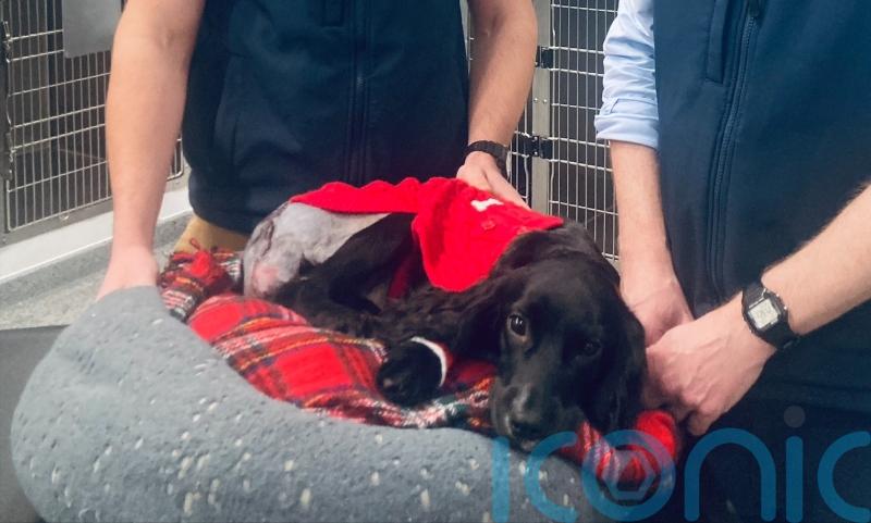 Six-legged dog has her extra limbs removed