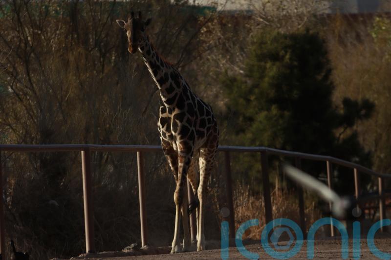 Benito the giraffe leaves extreme weather at Mexico’s border after campaign