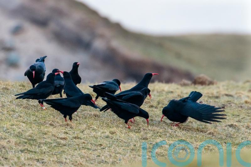 Extra effort needed to save critically endangered chough, say experts