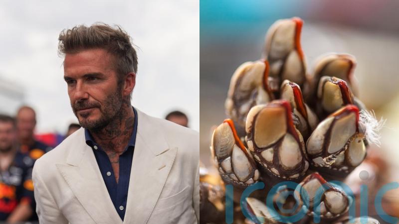 David Beckham tucks into alien-looking percebes in Spain – what are they?