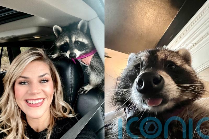 Mum-of-five adopts orphaned raccoon who loves ‘snuggling’, sitting in shopping trolleys and eating rotisserie chicken