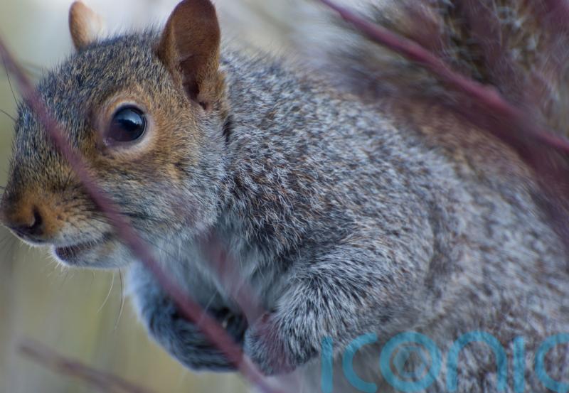 Sensitivity over killing grey squirrels is ‘stupidity’, says Tory ex-minister