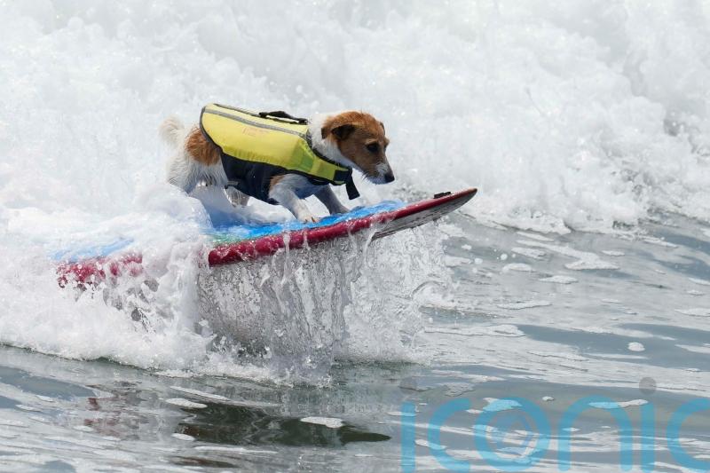 Meet Efruz, the Jack Russell terrier who loves to surf the waves of Peru