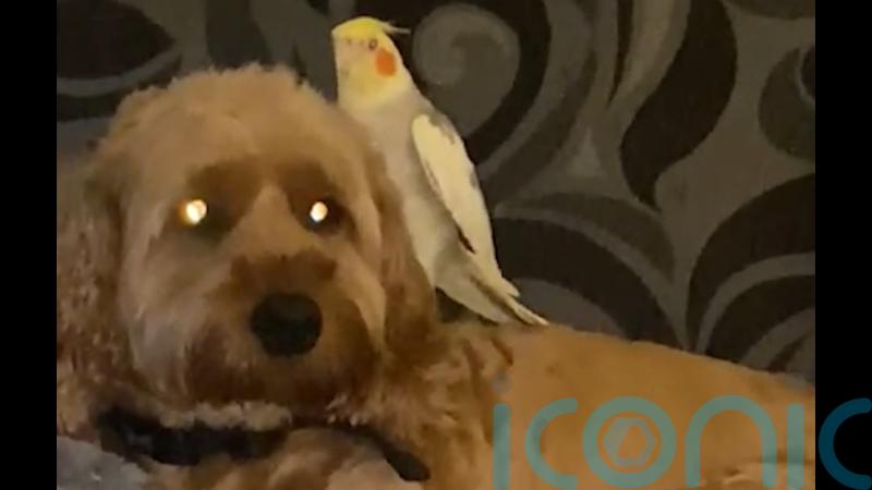 Parrot reunites with ‘love of his life’ family dog after disappearing in storm