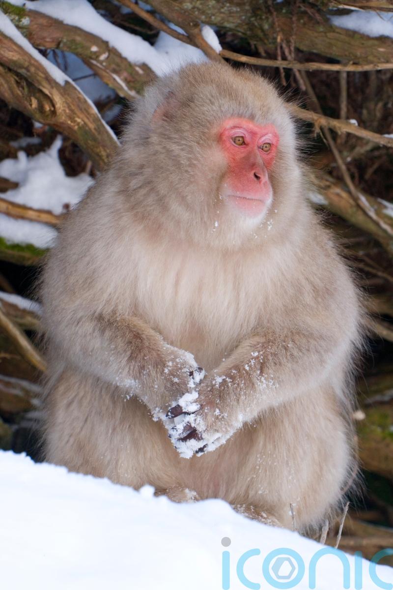 Monkey on the loose after escaping from Scottish wildlife park