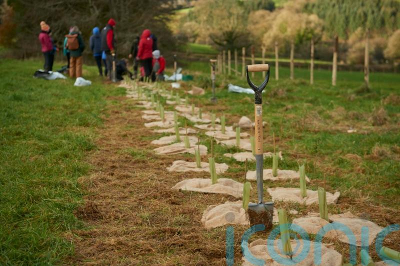 Planting of 100,000 trees will help bolster temperate rainforest in Devon