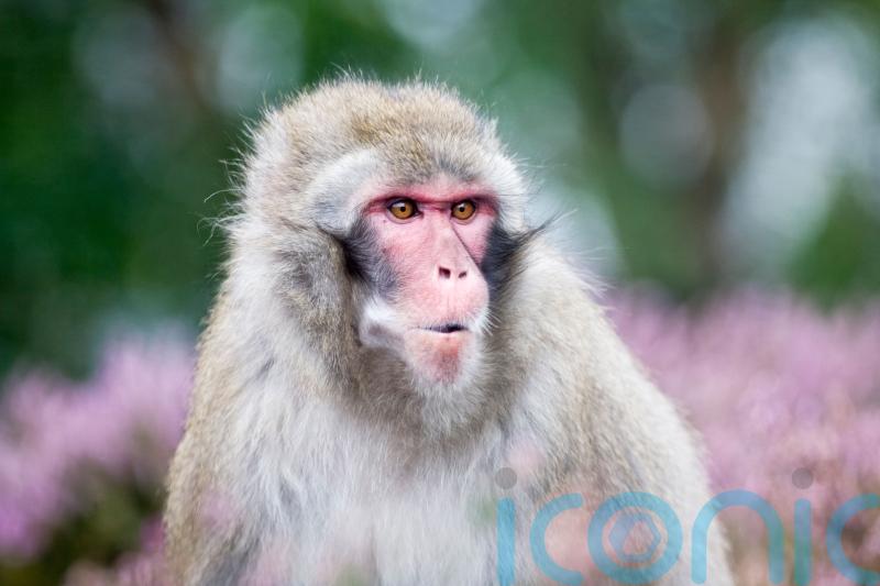 Search in Highlands village for escaped monkey