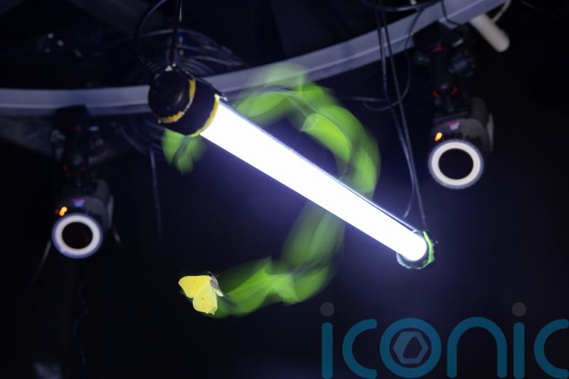 Researchers reveal why insects are attracted to lights