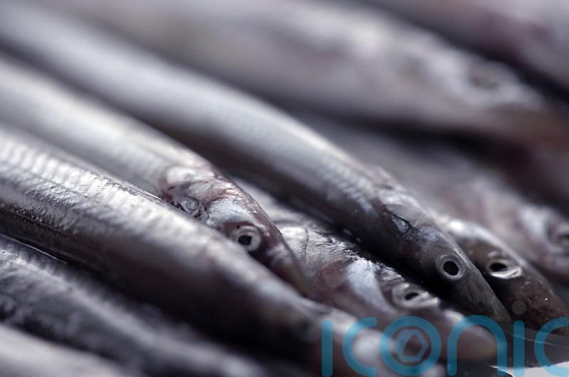 Sandeel fishing to be banned in Scottish waters