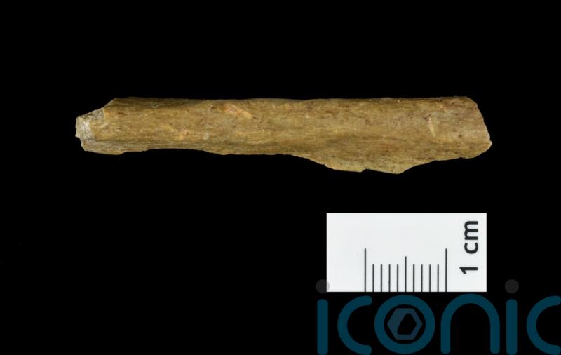 Humans migrating to Europe 45,000 years ago ‘were resilient to harsh climate’