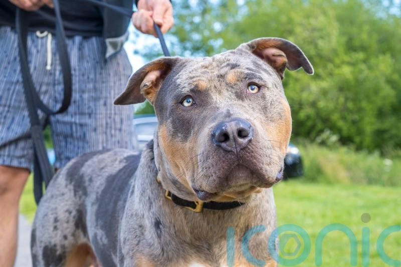 Scottish XL bully restrictions to be enforced from February 23