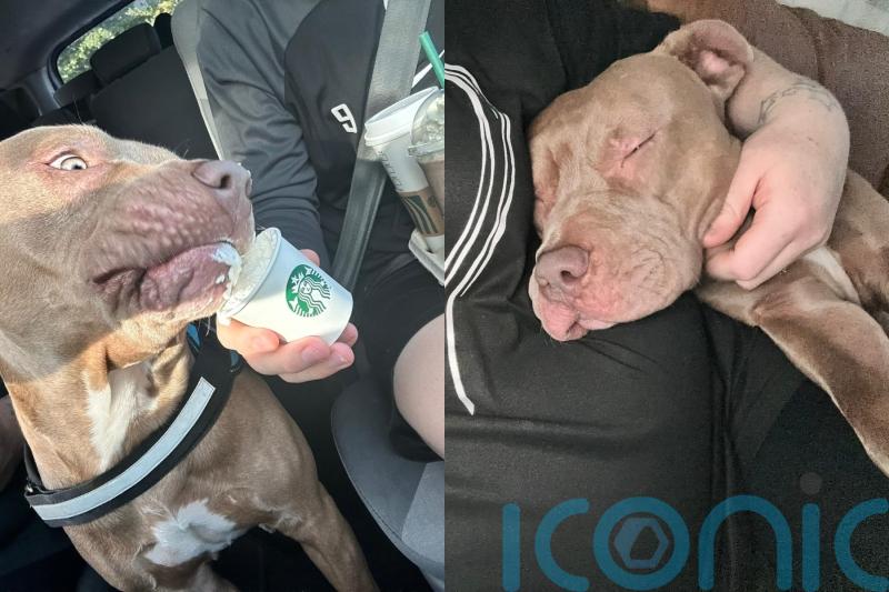 XL bully owners say dogs are ‘gentle giants’ on eve of ban on breed