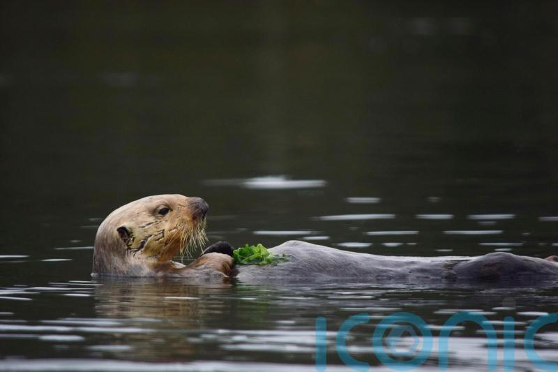 Hungry sea otters help save California’s marshlands from erosion