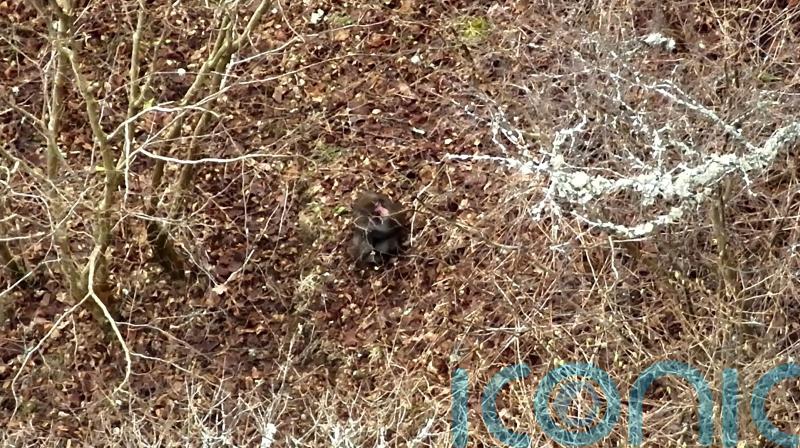 Improved weather allows drone to resume search for missing monkey