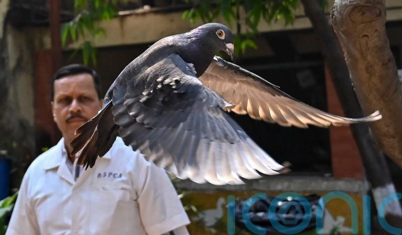 Indian police clear suspected Chinese spy pigeon after months in bird lockup