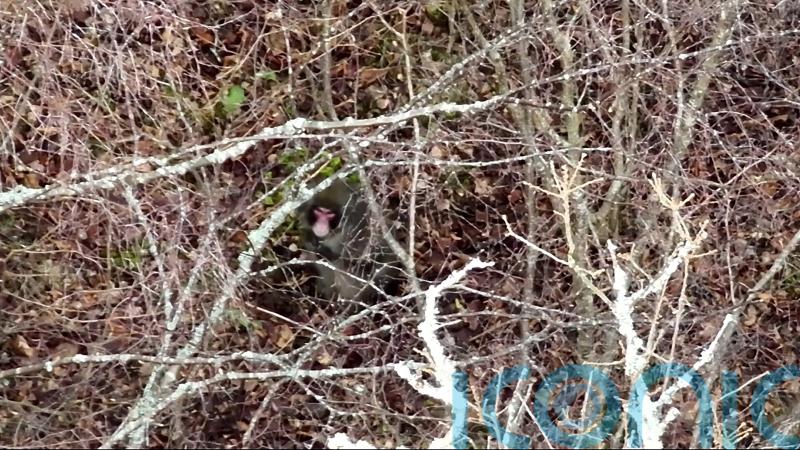 Escaped monkey caught after stopping to eat at bird feeder in garden