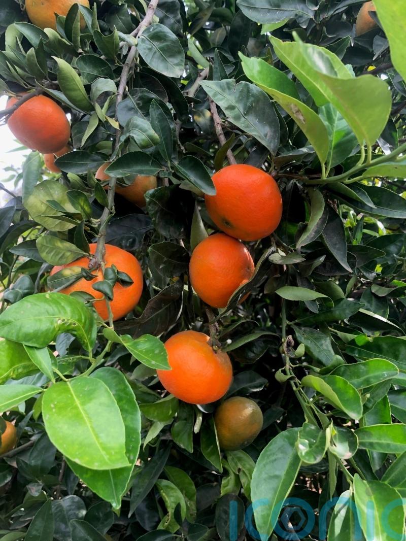 Supermarket launches new hybrid fruit in response to drop in satsuma production